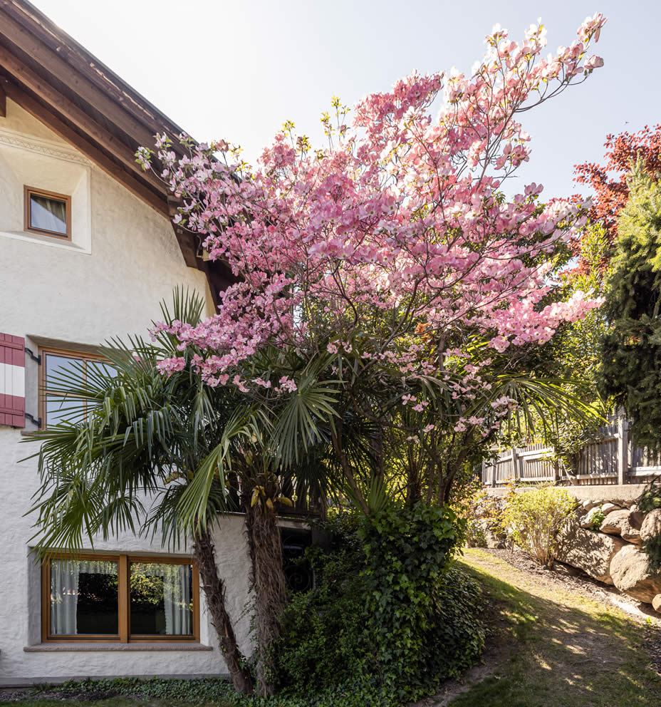 Blütentraum im Garten