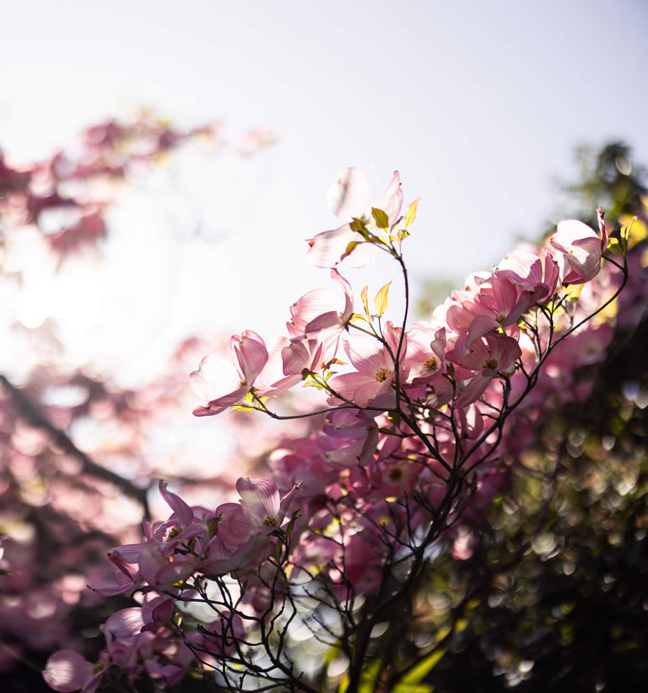 Blütentraum im Garten